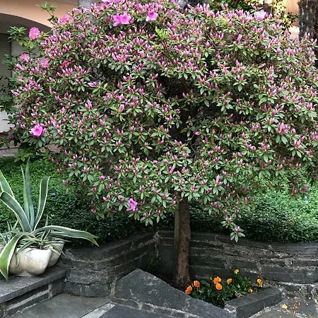 Otel Garni Florida Ascona