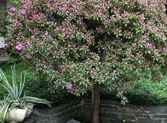 Hotel Garni Florida Ascona