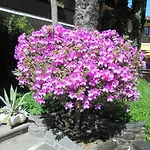 ホテル Garni Florida